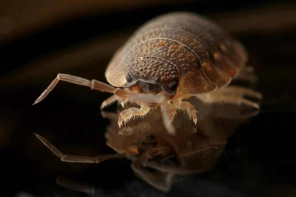 Bed-Bug-Treatment - Islip Pest Control Pros | Islip, NY | 631-600-8760